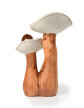 Ceramiczna figurka grzybów z jeżami dekoracja 22cm (3)